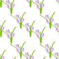 Crocus seamless background. Violet spring flowers, green leaves on white background